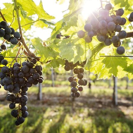 Weingut & Gastezimmer Edelmann Goettlesbrunn Экстерьер фото