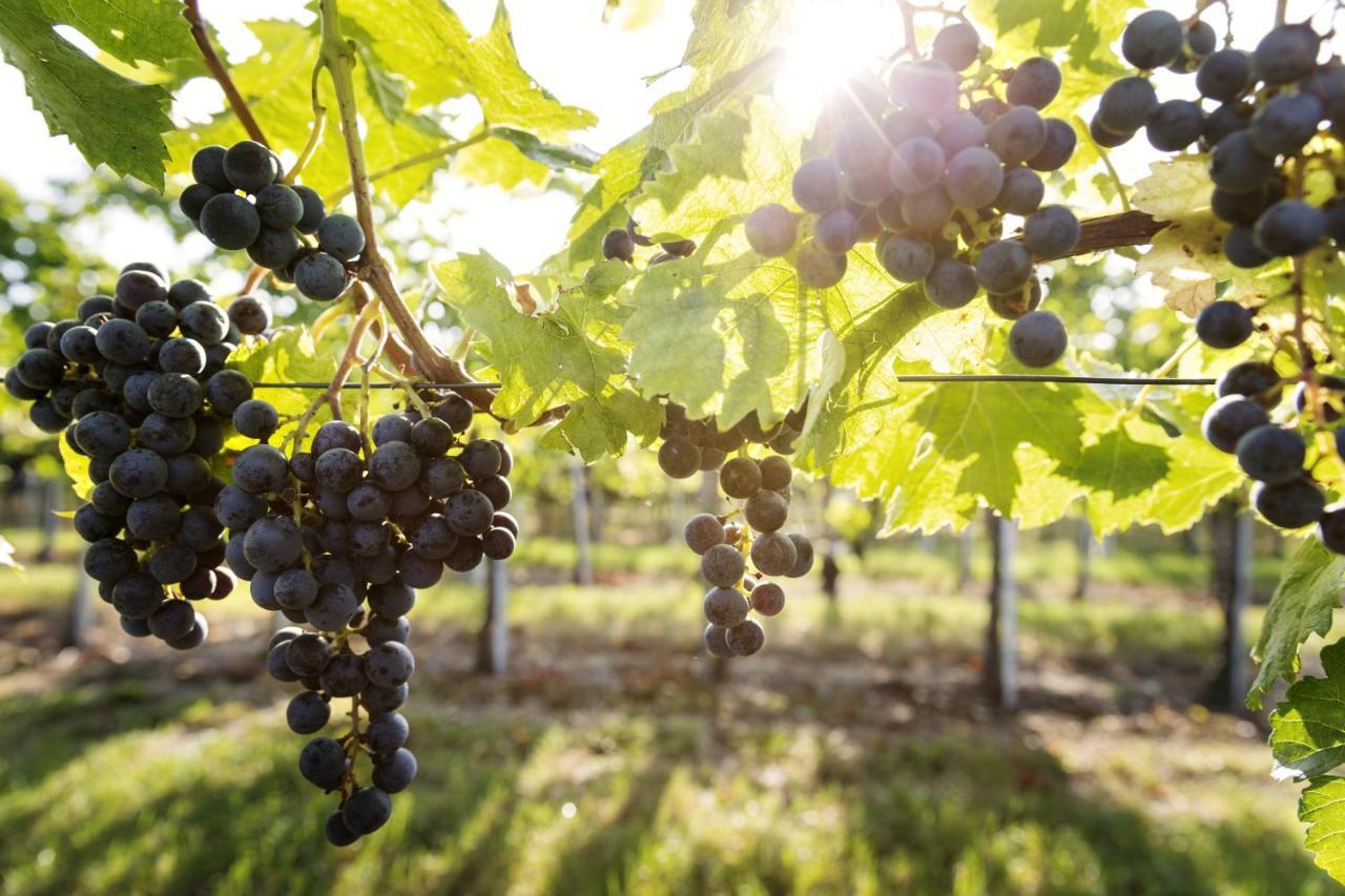 Weingut & Gastezimmer Edelmann Goettlesbrunn Экстерьер фото