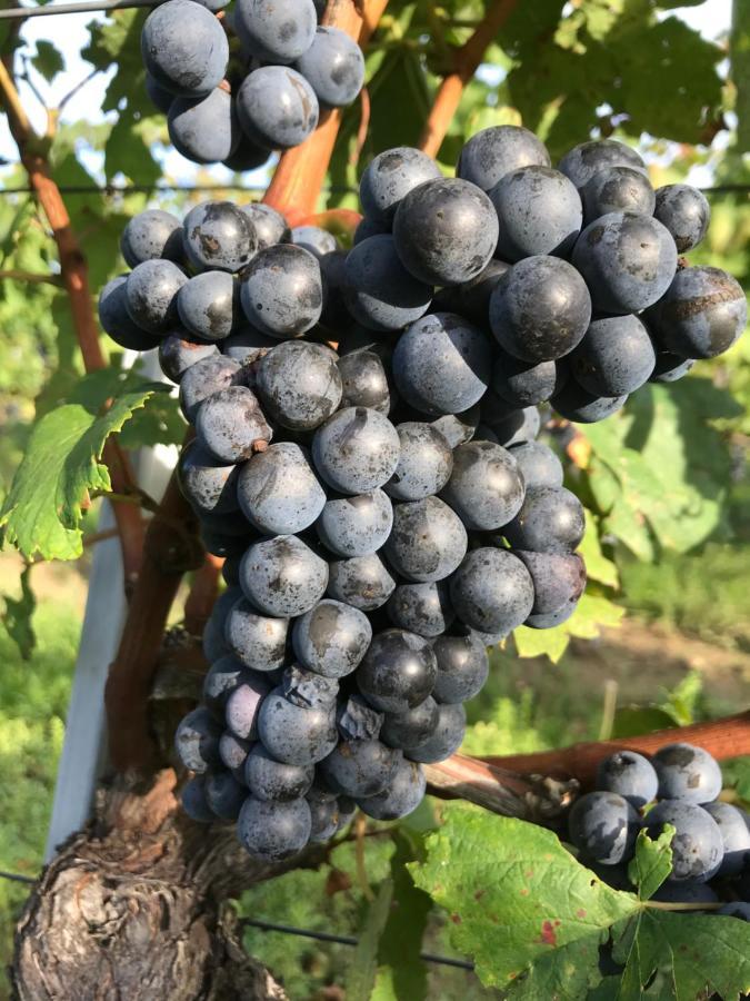 Weingut & Gastezimmer Edelmann Goettlesbrunn Экстерьер фото